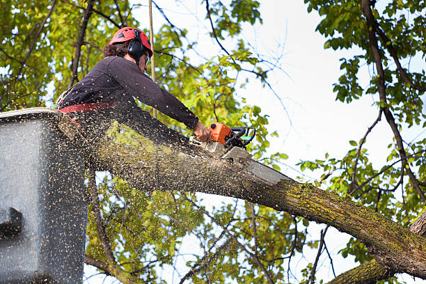 How Our Tree Care Process Works  in  Bandon, OR